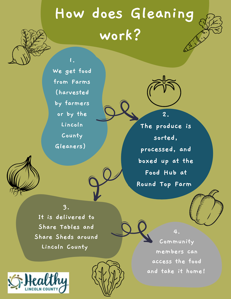 How does Gleaning work? We get food from Farms (harvested by farmers or by the Lincoln County Gleaners). The produce is sorted, processed, and boxed up at the Food Hub at Round Top Farm. It is delivered to Share Tables and Share Sheds around Lincoln County. Community members can access the food and take it home!